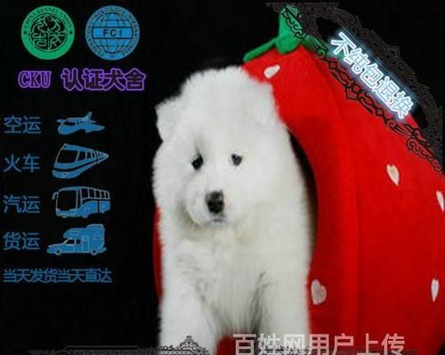 宠物狗价格一览表,什么大型宠物犬最便宜又好养图3