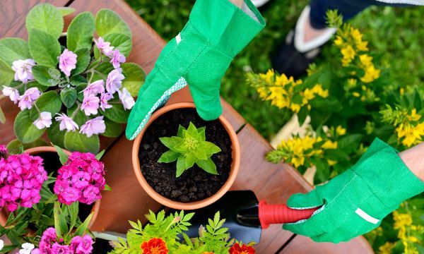 植物的花有什么作用，植物的花和果实有什么作用图2