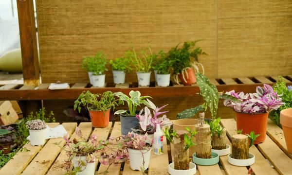 植物的花有什么作用，植物的花和果实有什么作用图3