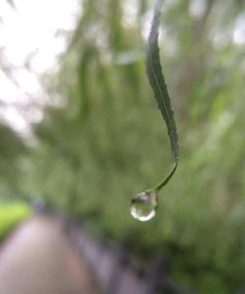 手机如何拍摄雨滴照片,拍雨滴手机参数华为图8