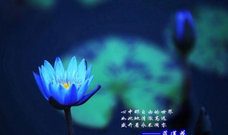 蓝莲花表达什么意思,蓝莲花的寓意图3