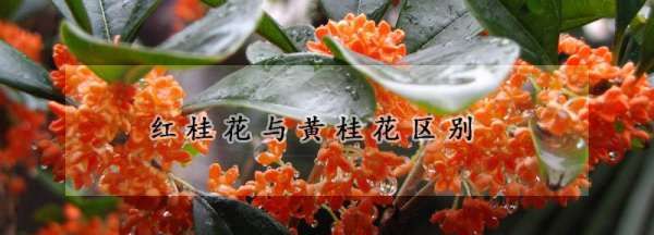 红桂花和黄桂花的区别，红桂花好还是黄桂花好?