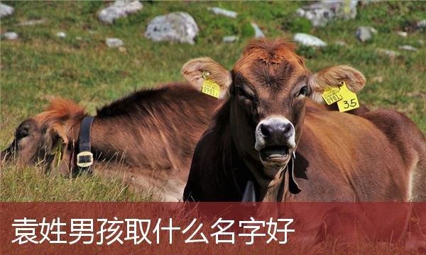 袁姓男孩有涵养的名字,袁姓名字大全集图4