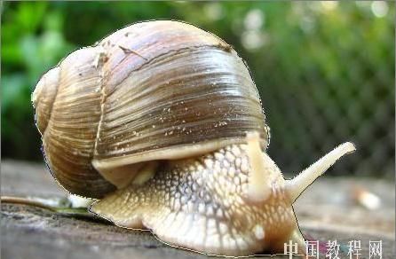 狂奔的蜗牛有什么作品,发飙的蜗牛的动漫有哪些