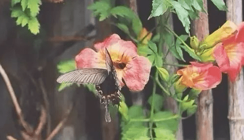 怎样拍花才好看,实例解析常见花卉拍摄技巧