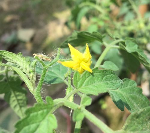 小黄花不能和什么一起吃,黄花菜不能和什么一起吃图2