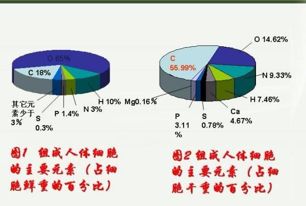 生物细胞里含量最多的元素是什么,细胞中含量最多元素是图1