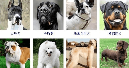 宠物犬类品种大全,宠物狗的品种大全