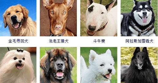 宠物犬类品种大全,宠物狗的品种大全图2