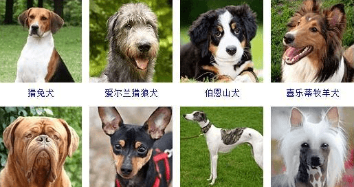 宠物犬类品种大全,宠物狗的品种大全图3