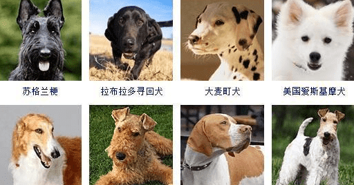 宠物犬类品种大全,宠物狗的品种大全图4