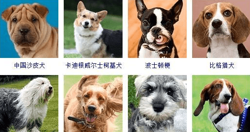 宠物犬类品种大全,宠物狗的品种大全图5