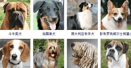 宠物犬类品种大全,宠物狗的品种大全图6