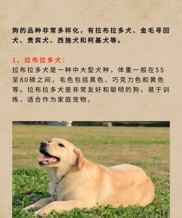 宠物犬类品种大全,宠物狗的品种大全图9