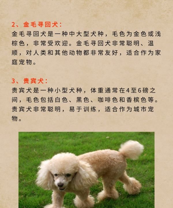 宠物犬类品种大全,宠物狗的品种大全图10