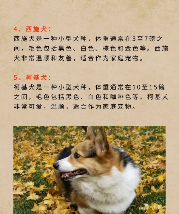 宠物犬类品种大全,宠物狗的品种大全图11