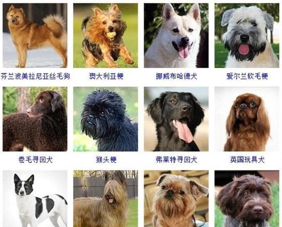 宠物犬类品种大全,宠物狗的品种大全图12