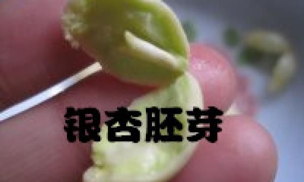 银杏种子的种植方法,银杏树的种子怎么种植