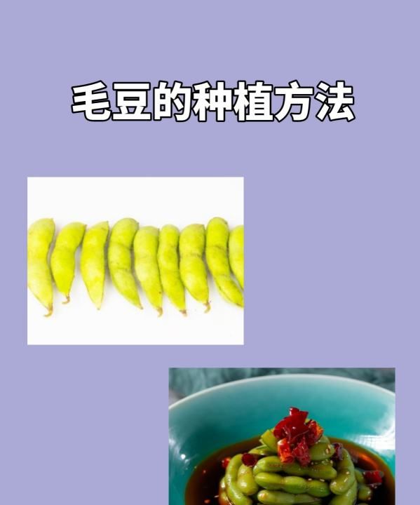 毛豆种子怎么种,毛豆的种植方法和时间图1