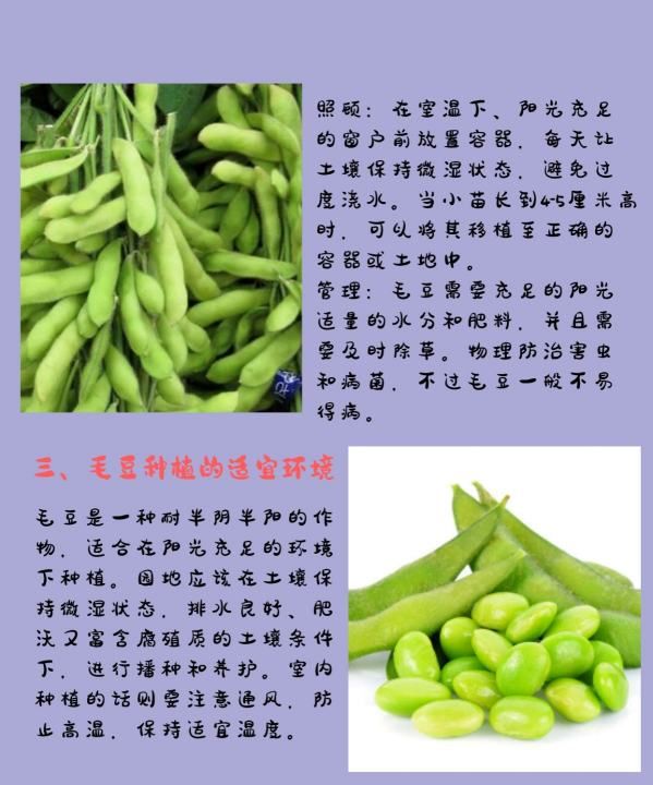 毛豆种子怎么种,毛豆的种植方法和时间图3