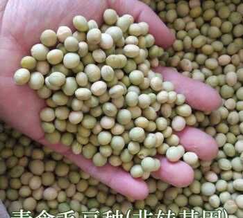 毛豆种子怎么种,毛豆的种植方法和时间图5