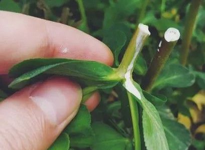 植物汁液怎么洗掉,拔草了啥意思