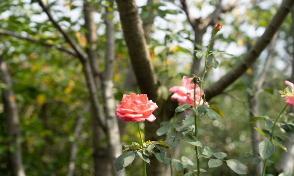 夏季月季花怎么养,夏季月季花怎么养护图6