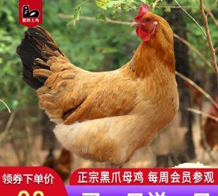 黑爪鸡属于什么鸡,黑爪鸡属于什么鸡图6