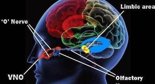 信息素是什么，abo信息素是什么意思图1