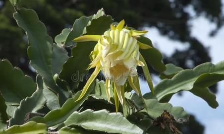 昙花是仙人掌花,昙花是什么类型的植物图1