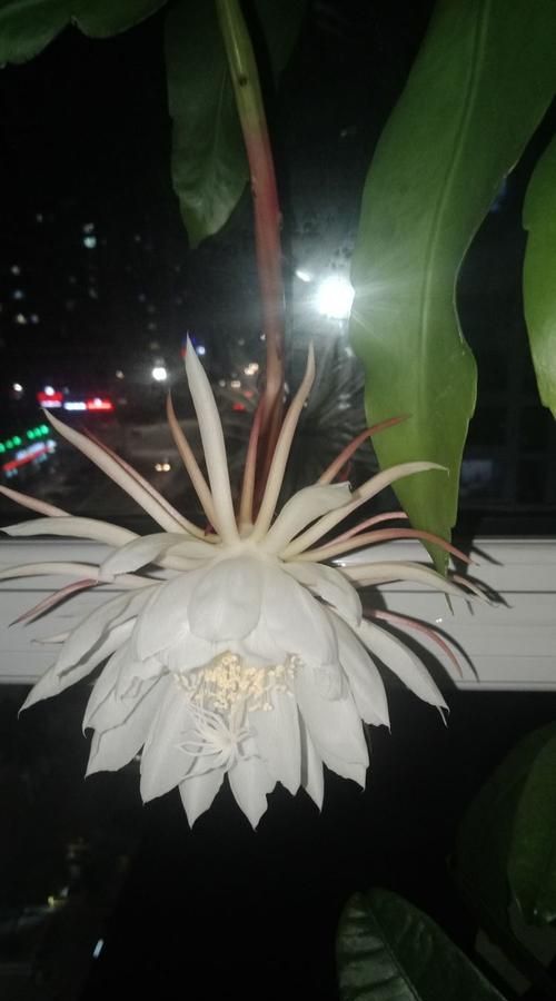 昙花是仙人掌花,昙花是什么类型的植物图4