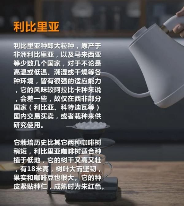 阿拉比卡有哪几种咖啡,十二种常见咖啡豆图4