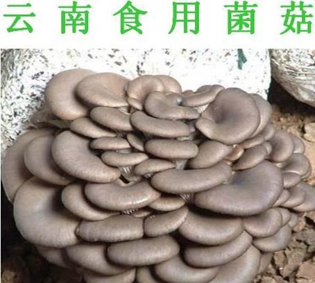 人工菌种类有哪些,人工菌的简单种植方法图6