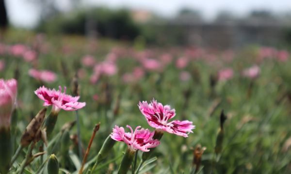 石竹春天怎么养,石竹花多长时间开花图1