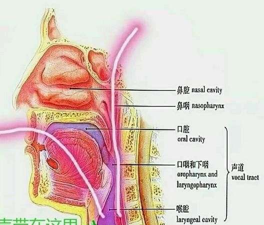 怎么发音不伤嗓子,怎么科学发声训练方法缓解声带图2