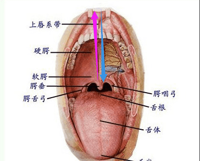 怎么发音不伤嗓子,怎么科学发声训练方法缓解声带图3