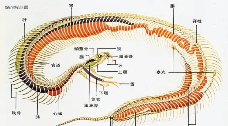 蛇的七寸是哪一个部位,为什么说打蛇打七寸图4