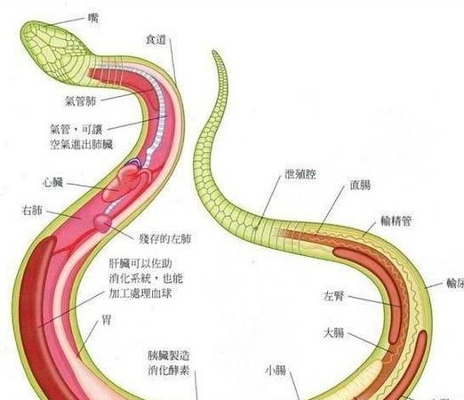 蛇的七寸是哪一个部位,为什么说打蛇打七寸图5