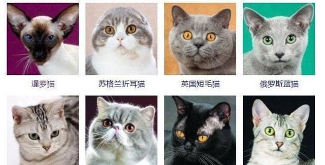 宠物猫的品种大全,黑色的宠物猫有哪几种