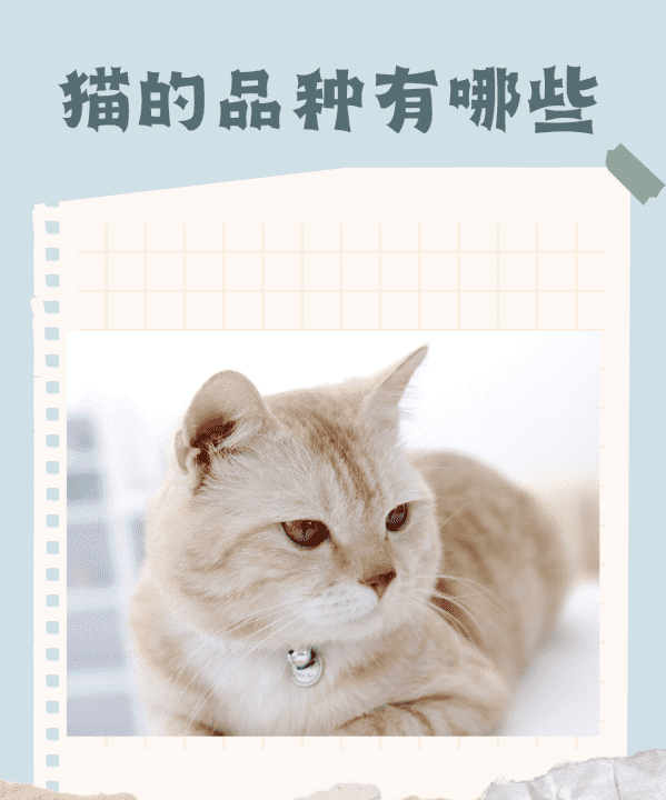 宠物猫的品种大全,黑色的宠物猫有哪几种图9