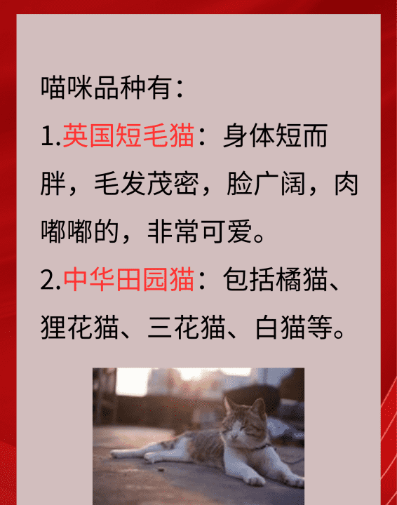 猫的所有品种大全,猫咪品种大全图2