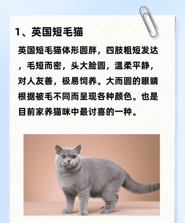 猫的所有品种大全,猫咪品种大全图7