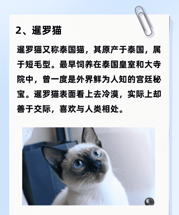 猫的所有品种大全,猫咪品种大全图8