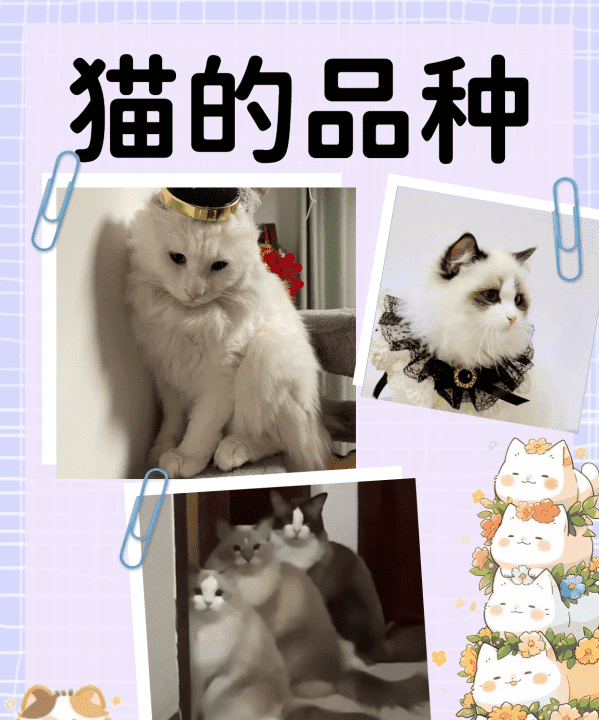 猫的所有品种大全,猫咪品种大全图12