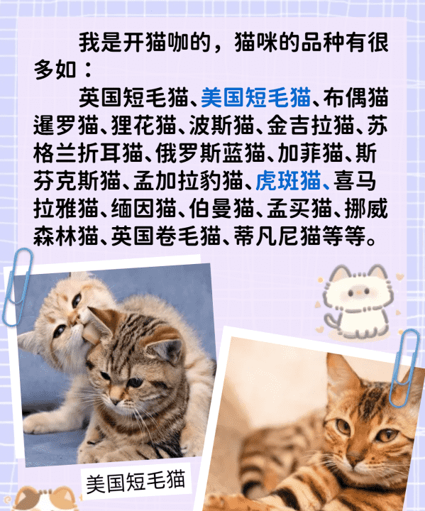 猫的所有品种大全,猫咪品种大全图13