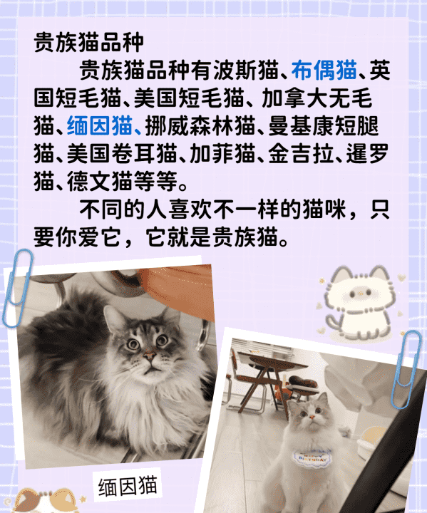 猫的所有品种大全,猫咪品种大全图14