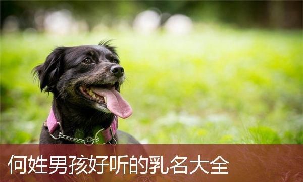 何姓起名顺口小名,属马农历九月初一出生好图3