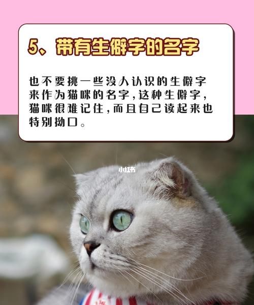 猫猫的好听的名字,猫猫的好听的名字英文图4