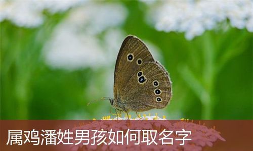 潘姓男孩起名大全,潘姓取什么名字最好