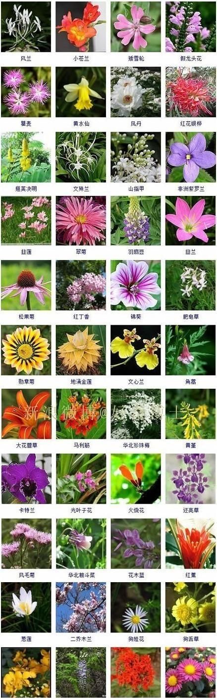 名字好听的花朵有哪些,名字比较好听的花有哪些